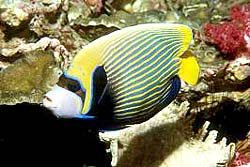 EMPEROR ANGELFISH, fotogafed at the Similans