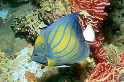 RING ANGELFISH, often encountered at the Similans