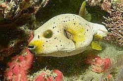 BLACKSPOTTED PUFFERFISH at Shark Point