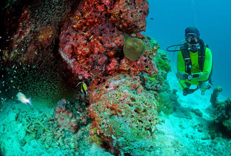 Dani Scuba Diving in 2017