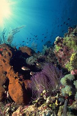 Reef ecology - Similan Island scuba diving Thailand