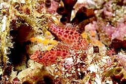 SPOTTED HAWKFISH
