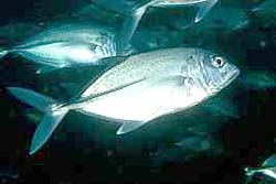 BIG-EYE TREVALLY at the Similans