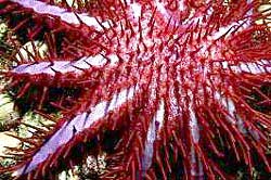 CROWN-OF-THORNS STARFISH, hopfully you see not to many at the Similan Islands