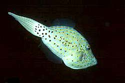 SCRIBBLED FILEFISH during night dive at the Similan Islands