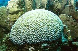 BRAIN CORAL, A vommon Similan Island Corral type