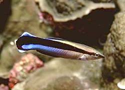 CLEANER WRASSE at the Similan Islands