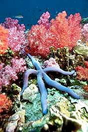 BLUE SEA STAR, very common around teh Similan Islands