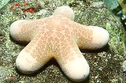 BIG-PLATED SEA STAR, a often found sea star at the Similans