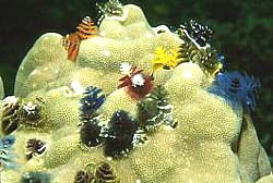 CHRISTMAS TREE WORM  on a coral block in the Similan Islands