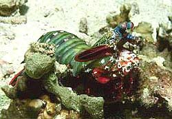 PEACOCK MANTIS SHRIMP fotografed at the Similan Islands