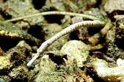 TAIL-LESS PIPEFISH