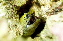 FIMBRIATED MORAY at the Similan Islands