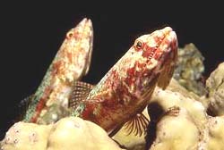 VARIEGATED LIZARDFISH, a common sight at the Similan Islands