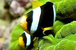 CLARK`S ANEMONEFISH