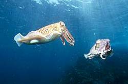 PHARAO CUTTLEFISH swiming near the Similan Islands