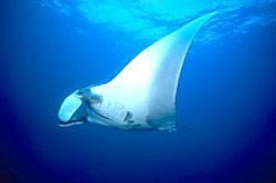 Manta Ray at the Similan National Park