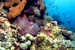 Anemone reef Phuket scuba diving Day trip Similan thailand diving vacation tour Phi Phi Island