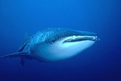 Whale Shark Liveaboard diving cruising and liveaboards to Similan island with Dive Asia