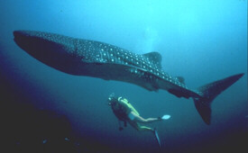Whale Shark Thailand Liveaboard diving cruising and Similan island liveaboards with Dive Asia