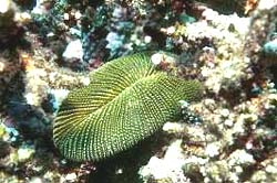 MUSHROOM CORAL comonly found at the Similan Islands