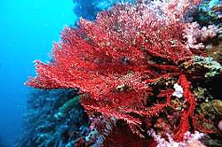 BLACK CORAL, found on the deeper dives at the Similan Islands