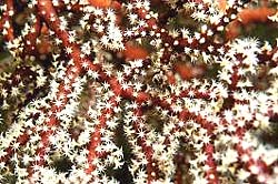 KNOTTED FAN CORAL, usually found at the Similans