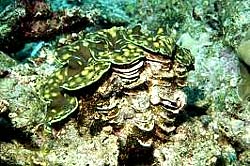 SQUAMOSE GIANT CLAM at the Similans