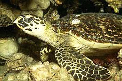 HAWKSBILL TURTLE, very common at the Similan Islands
