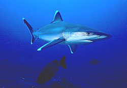 Grey Reef Shark near the Similan Islands
